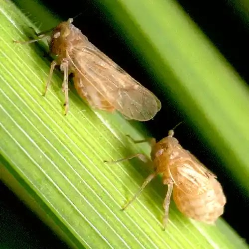 বাদামী গাছ ফড়িং দমন ব্যবস্থাপনা