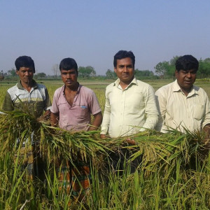 বীজ উ্যপাদন প্রদশর্দনী