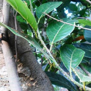 কাঁঠালের স্কেল পোকা