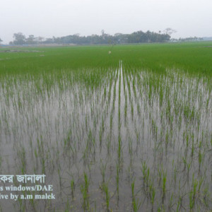 ধানে দস্তা সারের ঘাটতি