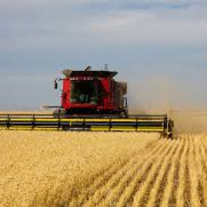 নেক ব্লাষ্ট