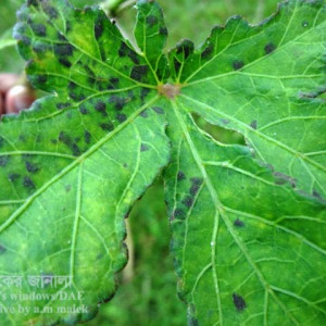 ঢেঁড়শের সুটিমোল্ড রোগ