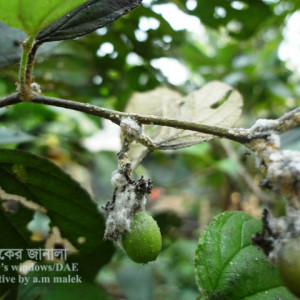 কুলের মিলিবাগ বা ছাতরা পোকা