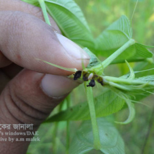 পাটের চেলে পোকা