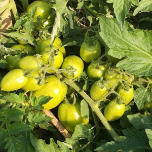 ফেরোমন ট্র্যাপ এর মাধ্যমে নিরাপদ সবজি উৎপাদন