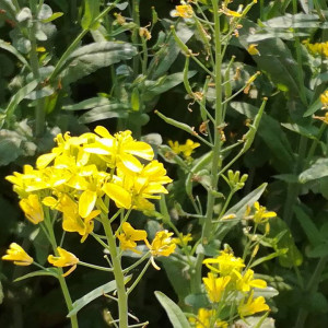 সরিষা প্রদর্শনী