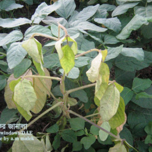 সয়াবিনের নেতিয়ে পড়া রোগ