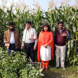 ভূট্টা প্রদর্শনী