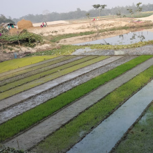 আদর্শ বীজতলা