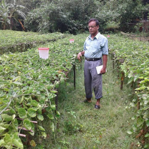 নিরাপদ সবজি (এনএটিপি-২)