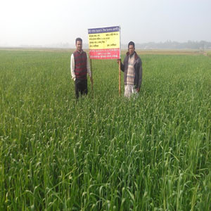 গম প্রদর্শণী