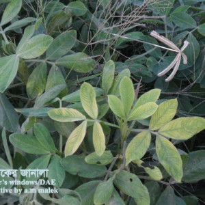 চীনাবাদামের বোরণের ঘাটতি