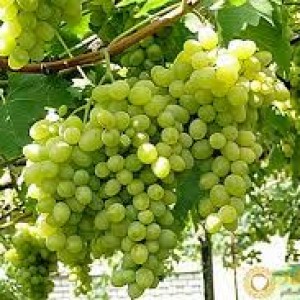 পার্পেল