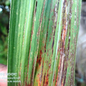 আখের চক্ষু দাগ রোগ