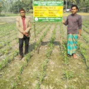 ভূট্টা প্রদর্শনী পরিদর্শন করছেন ইউএও, গাবতলী