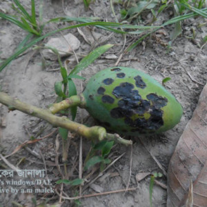 আমের এনথ্রাকনোজ